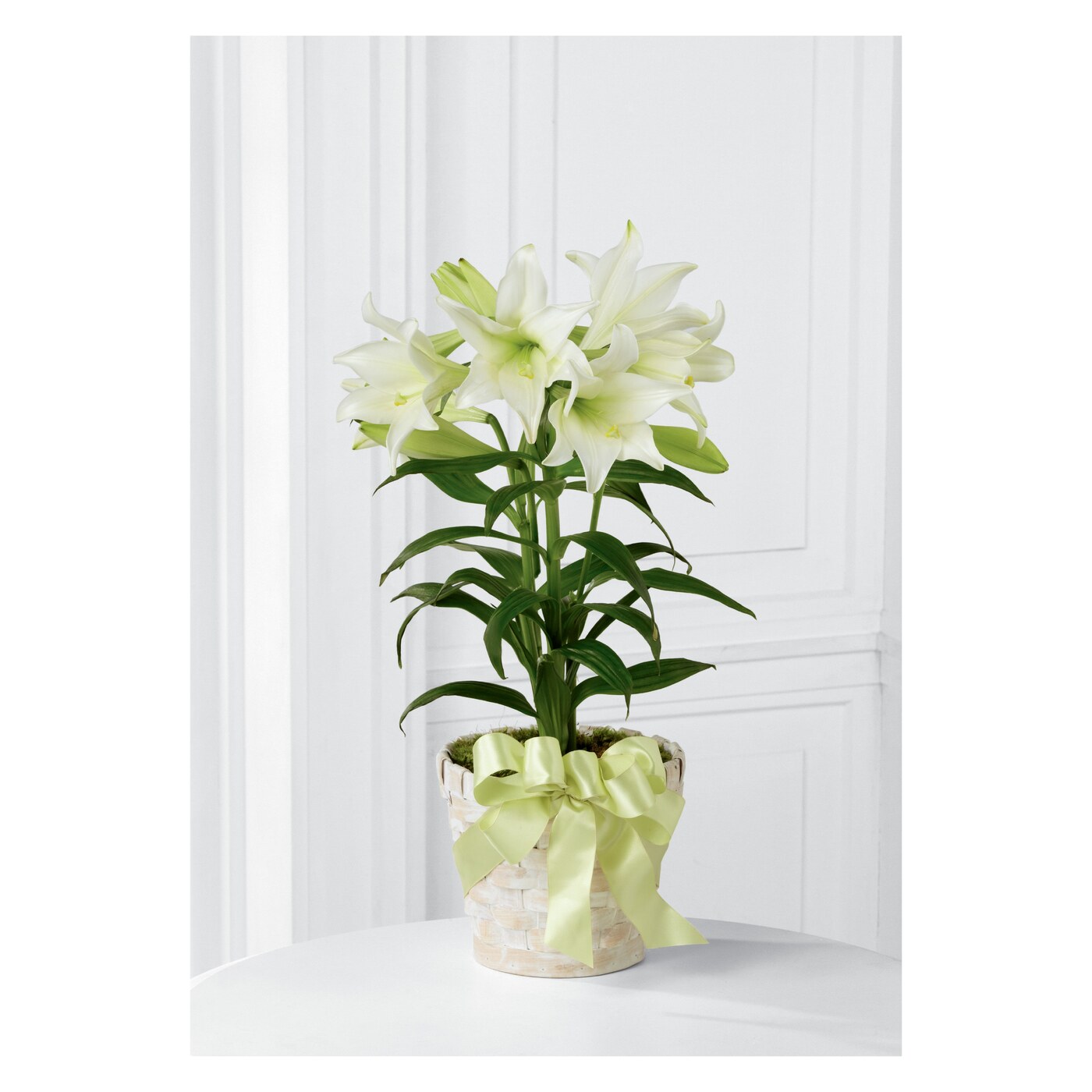 Easter Lily Plant