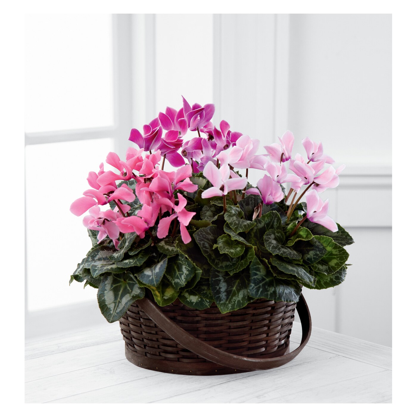 Mixed Cyclamen Planter
