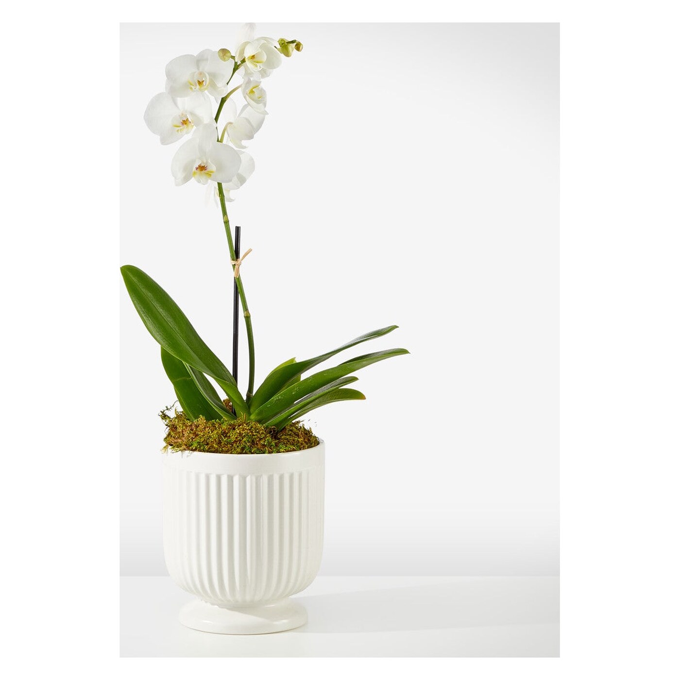 Whispering White Orchid