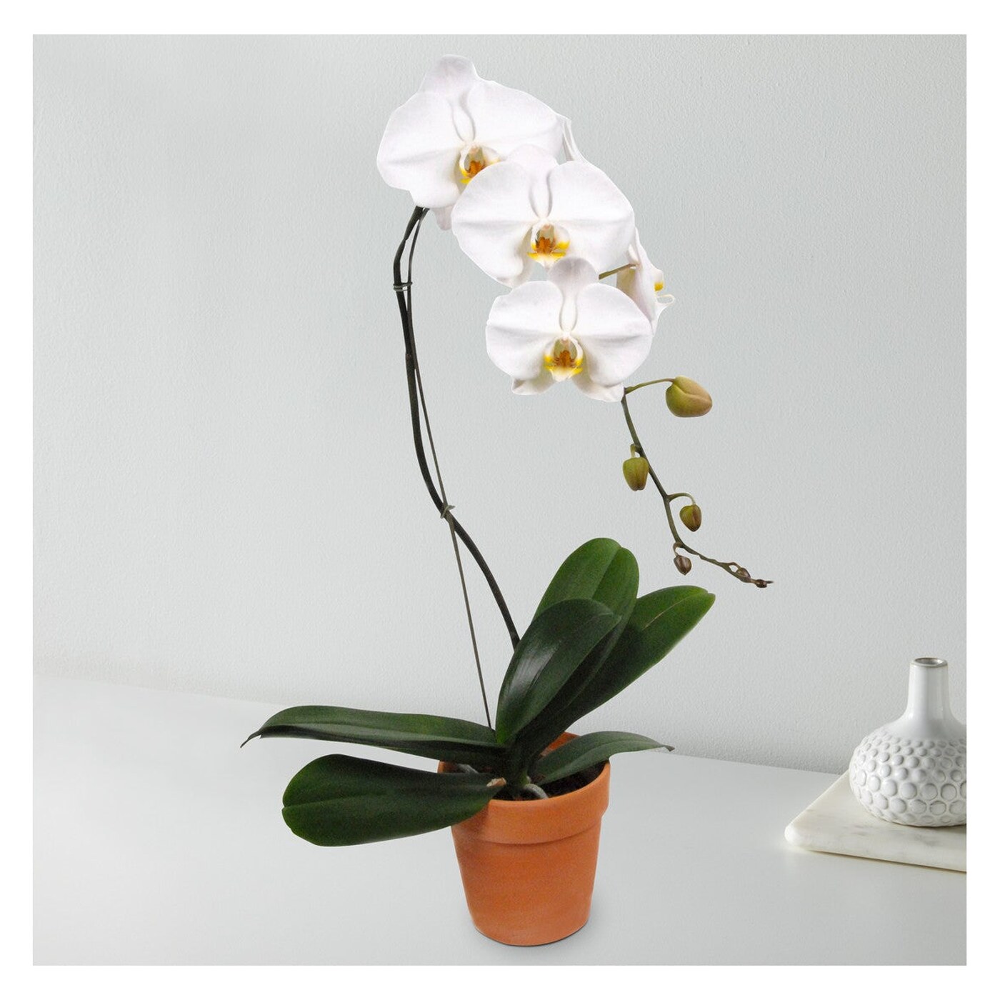 White Cascading Orchid