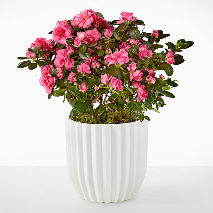 Petaled Pink Azalea