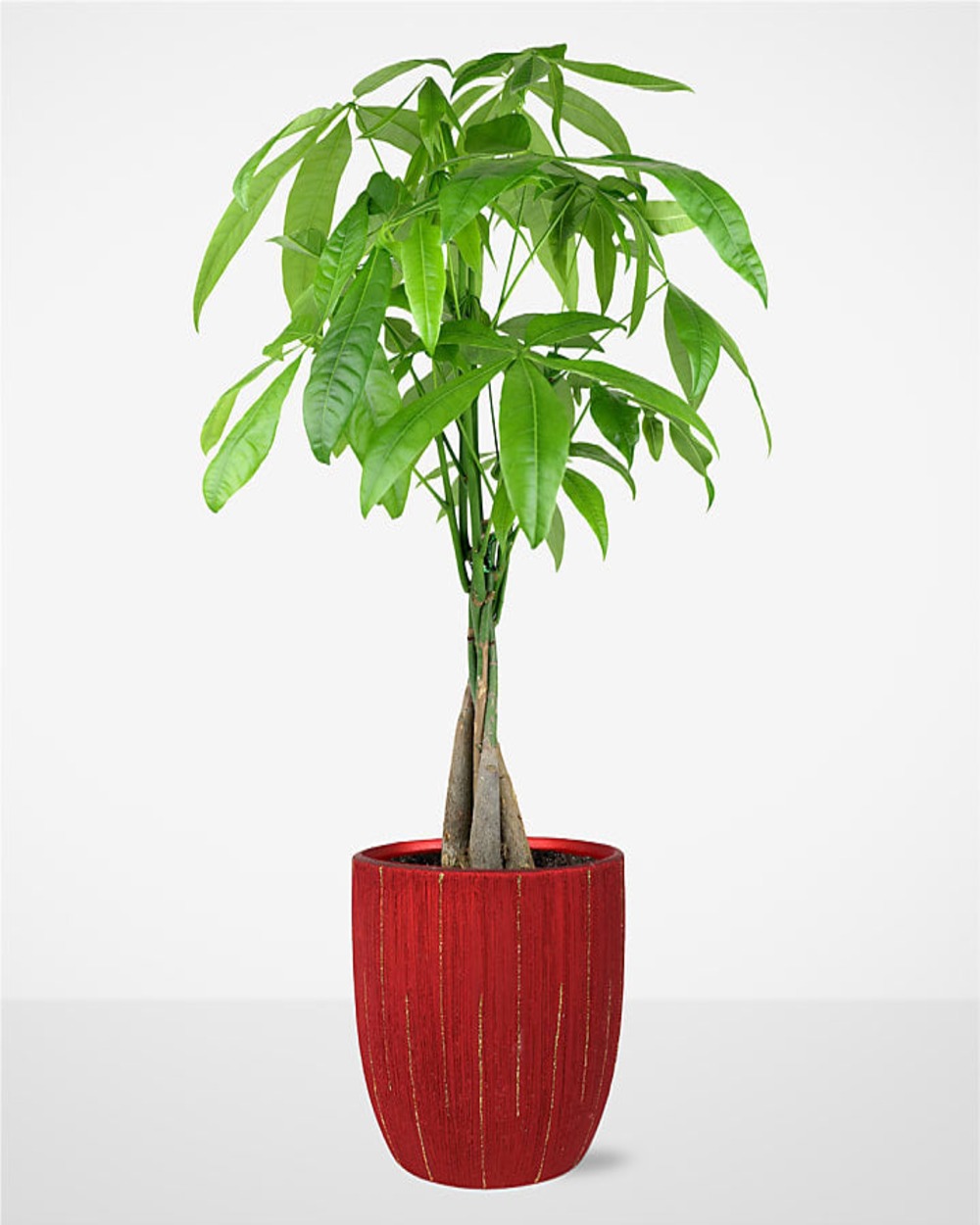 Forever Love Money Tree