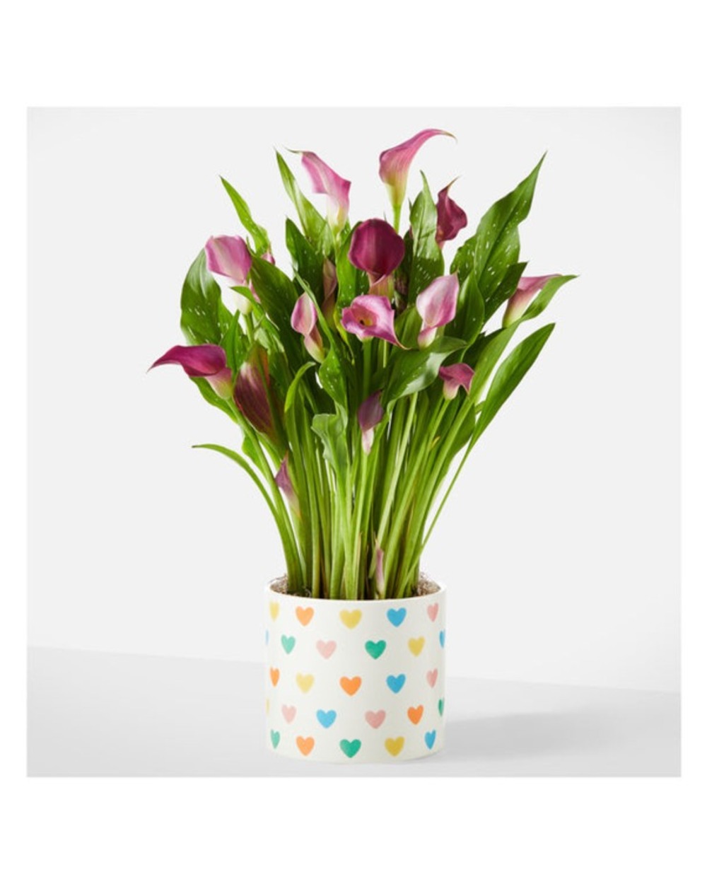 Loving Bloom Purple Calla Lily Plant in Hearts Ceramic