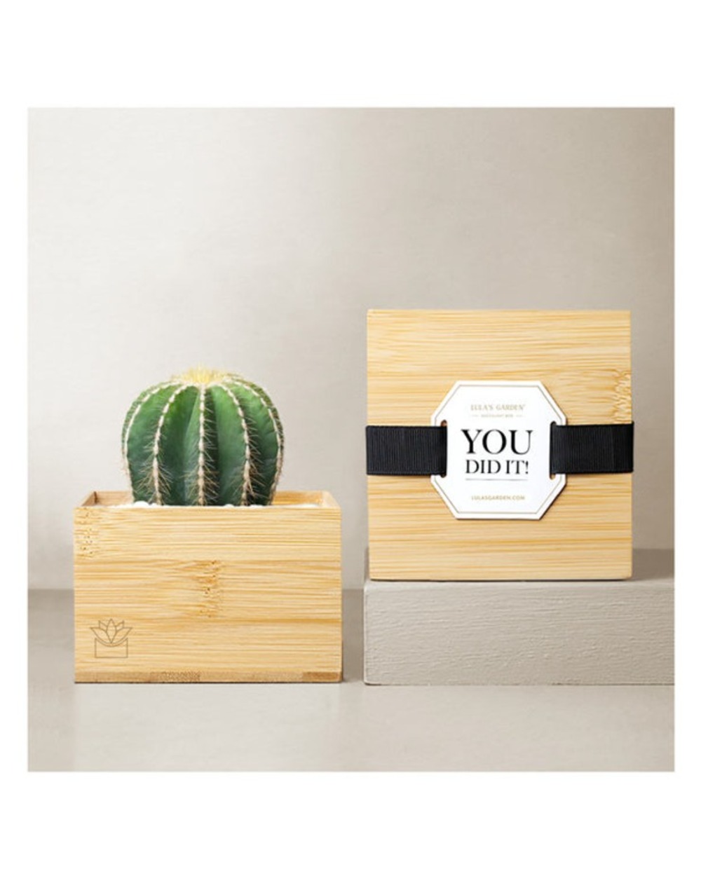 Lula's Garden Bamboo Cacti - You Did It