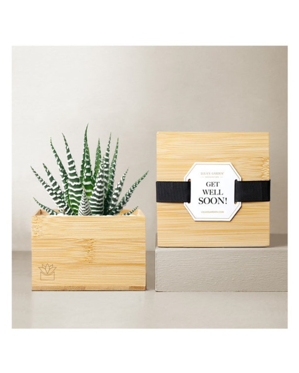 Lula's Bamboo Zebra Garden- Get Well Soon