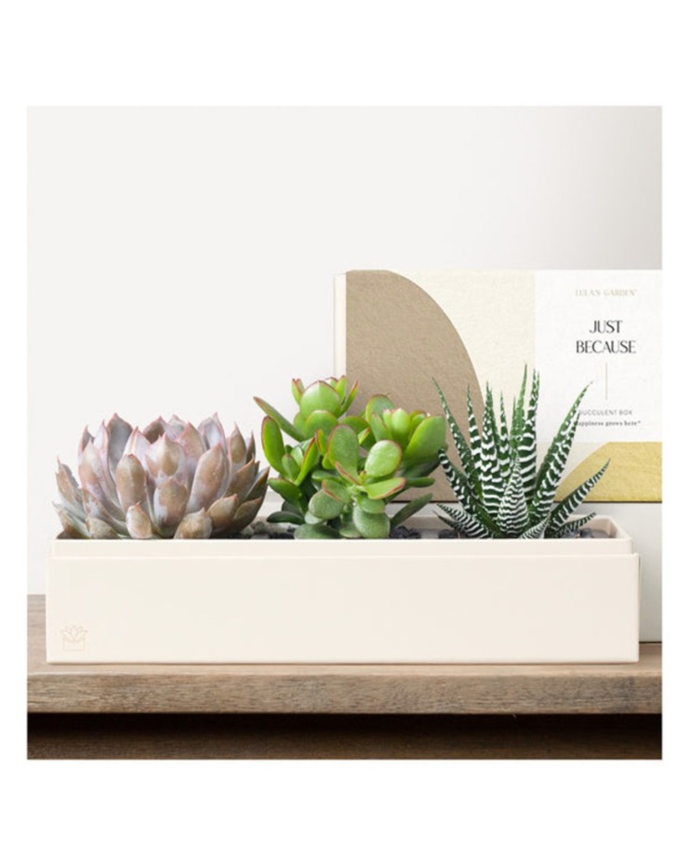 Lula's Deluxe Verdant Garden - Just Because