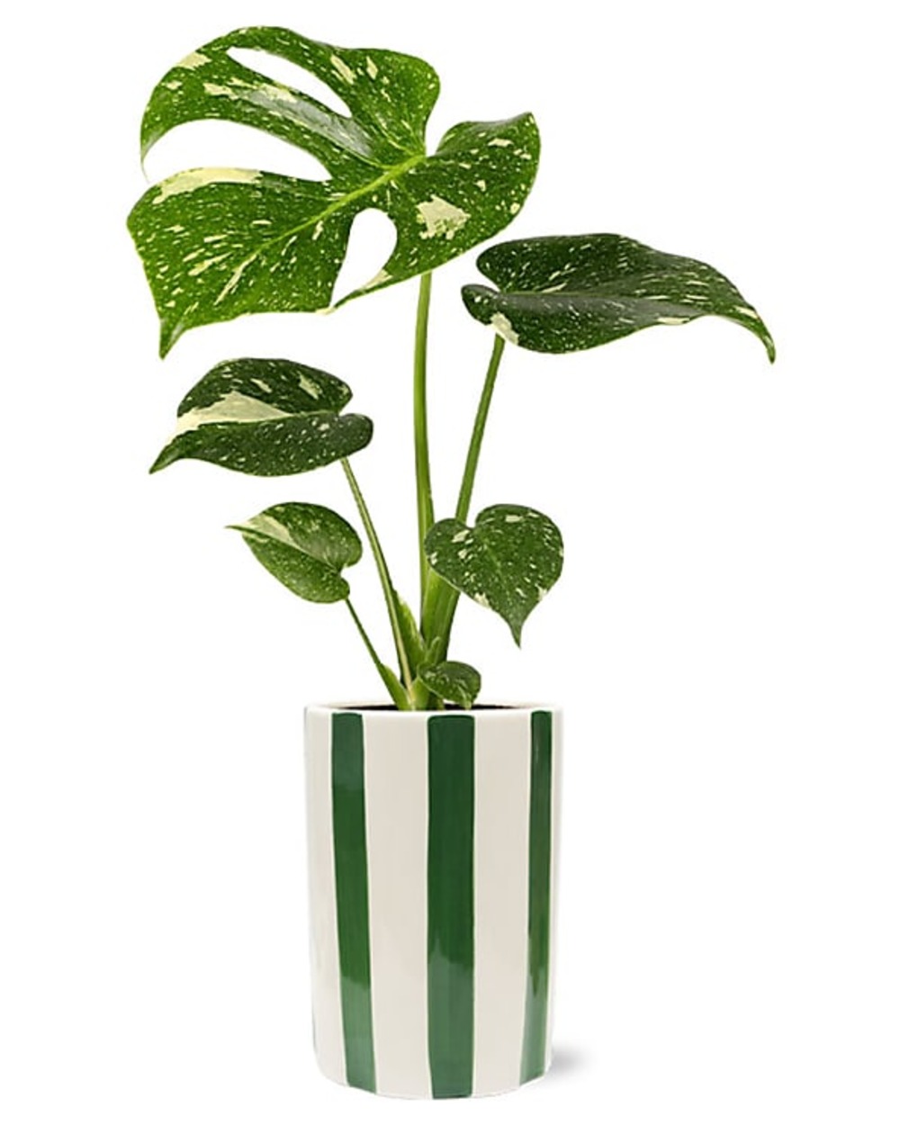 Lush Monstera Plant