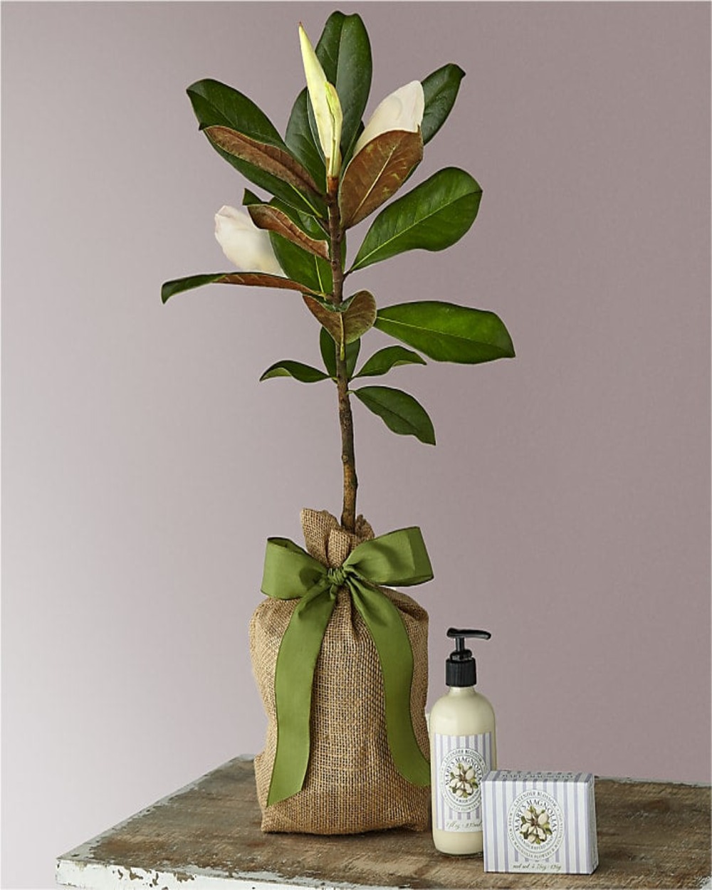 Magnolia Sapling with Lavender Soap & Lotion Duet