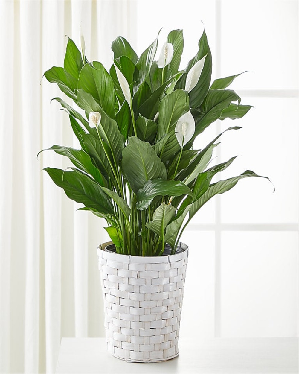 A New Leaf Peace Lily - Deluxe