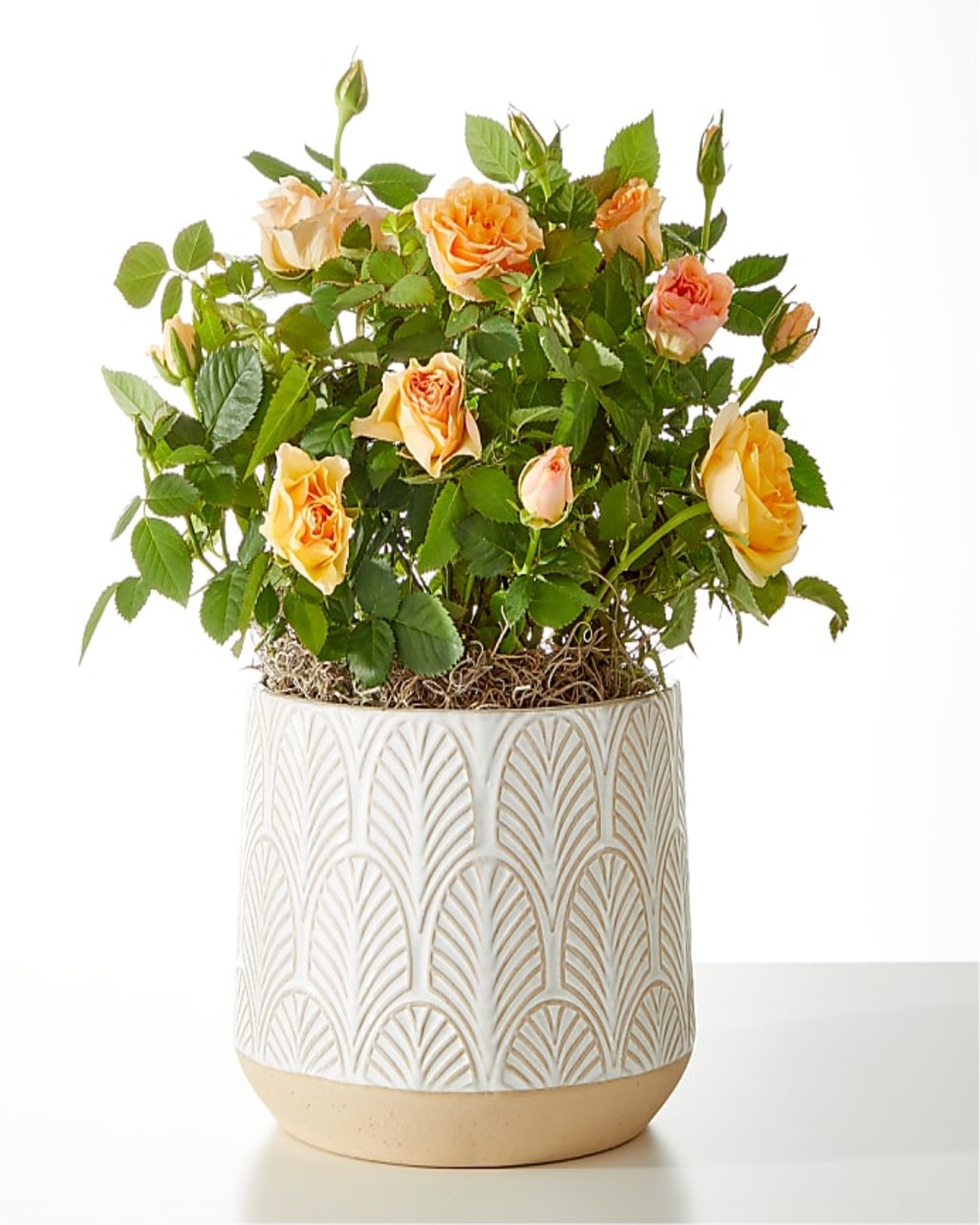 Orange Mini Rose Plant