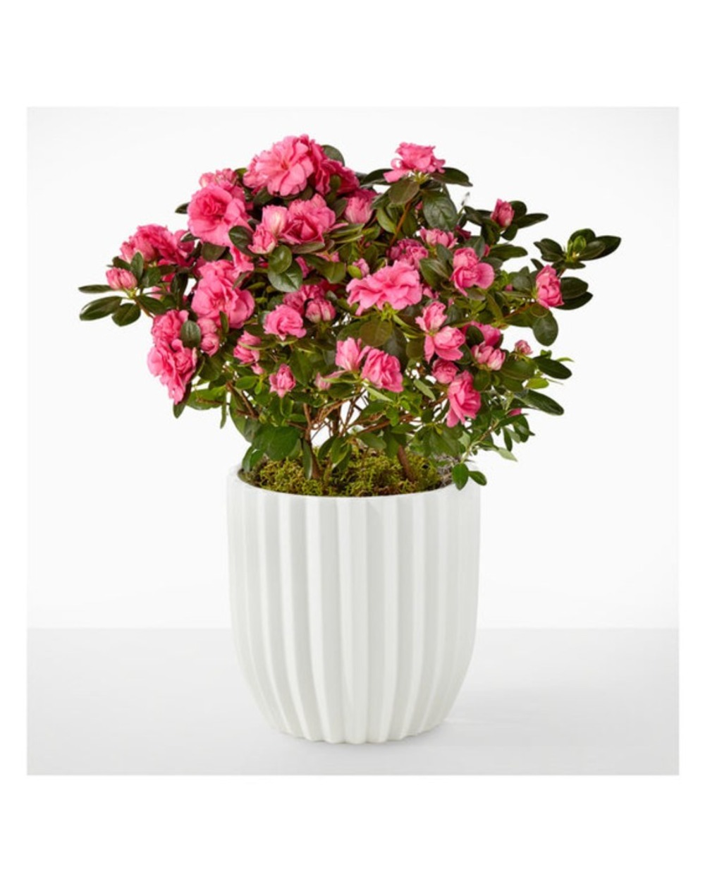 Petaled Pink Azalea Plant in Fluted Container