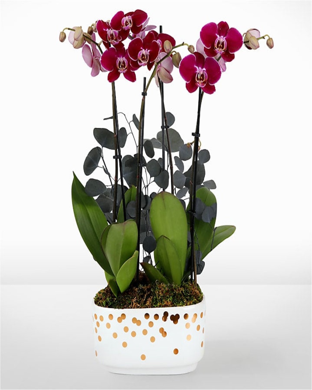 Purple Enchantment Orchid Garden