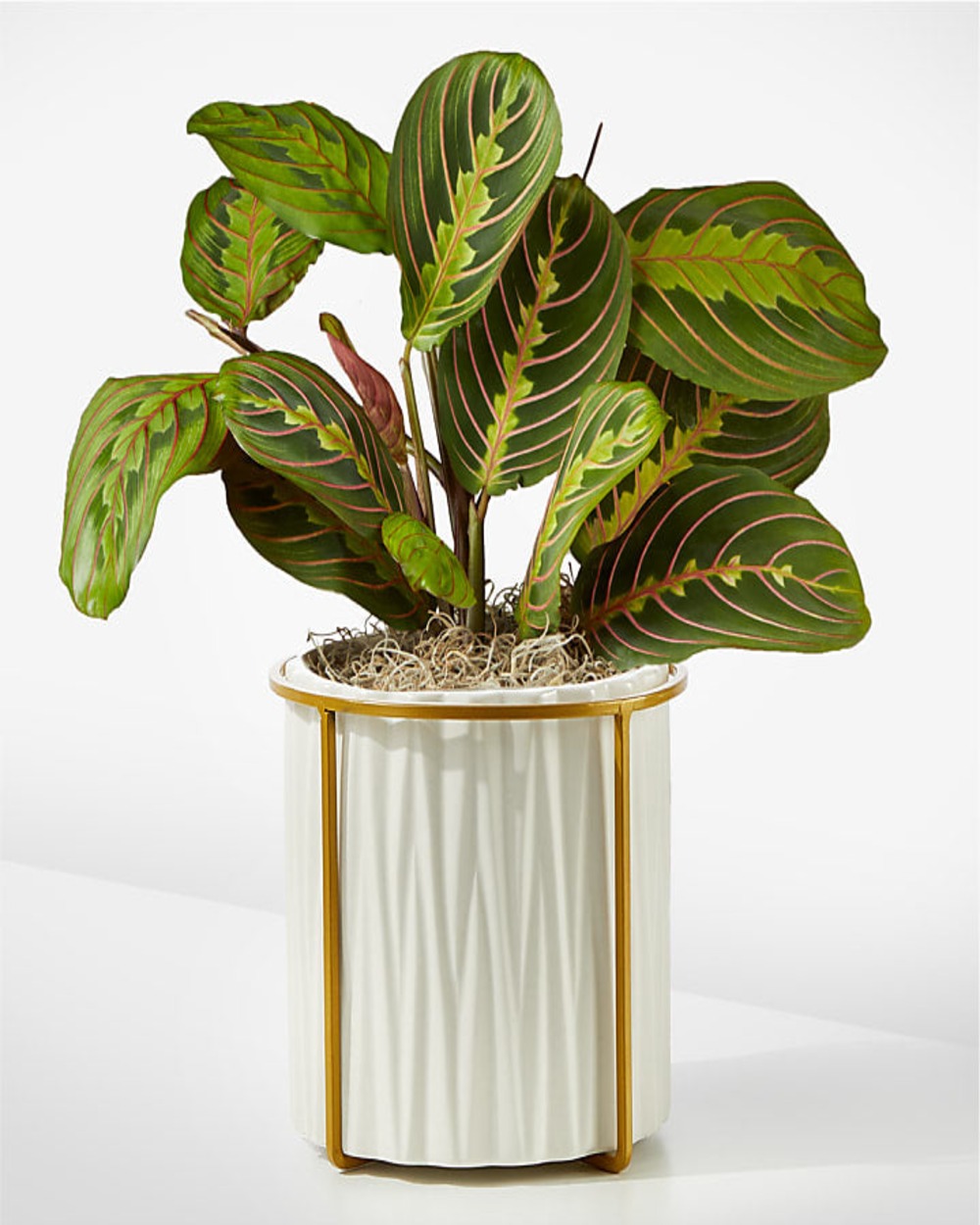 Red Prayer Plant