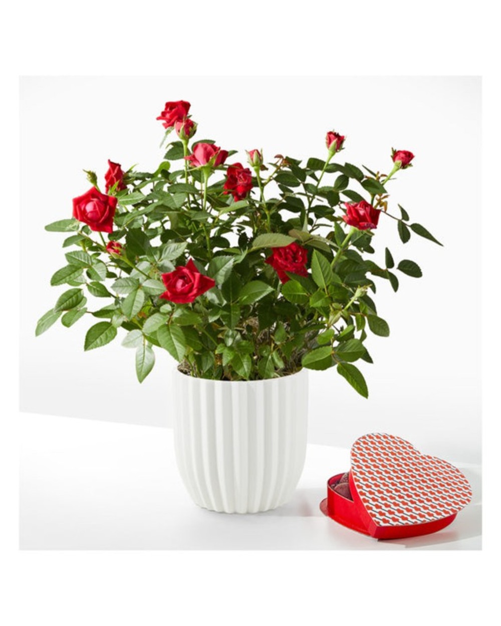 Royal Red Rose with Chocolates & Fluted Ceramic Container