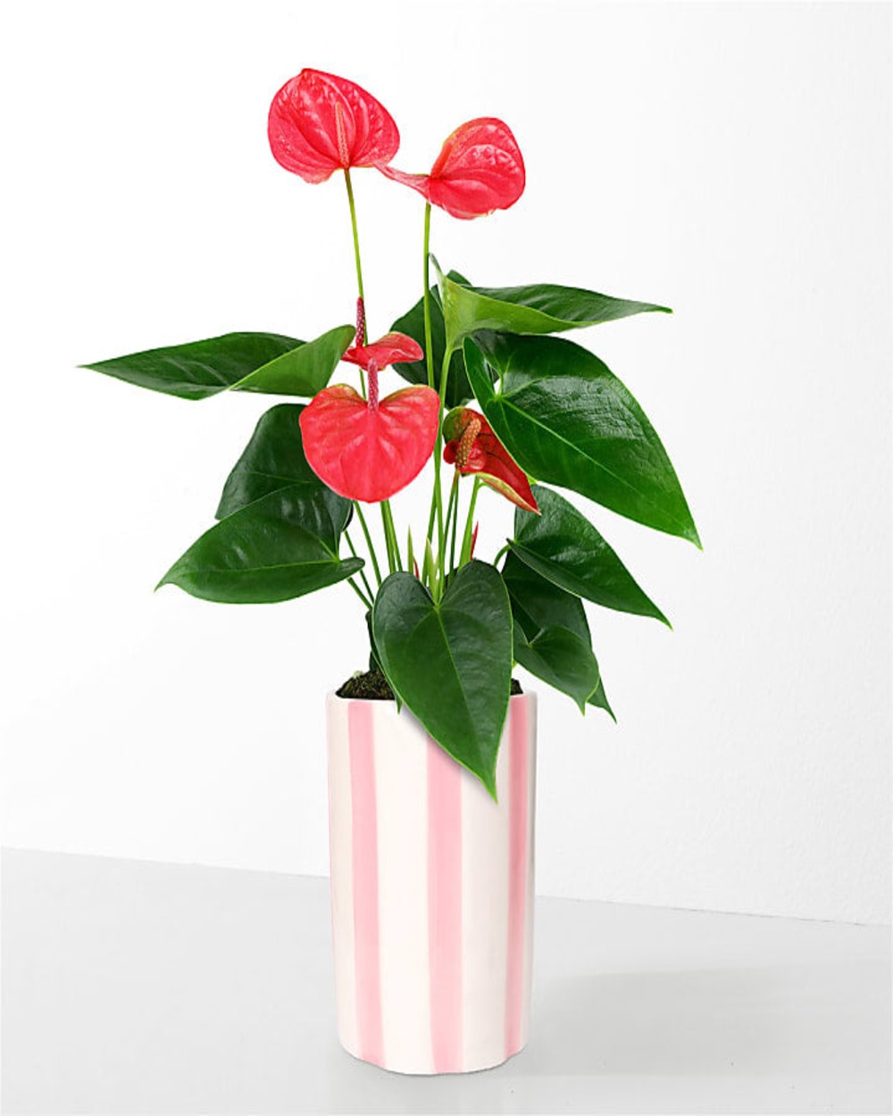 Sending Love Pink Anthurium