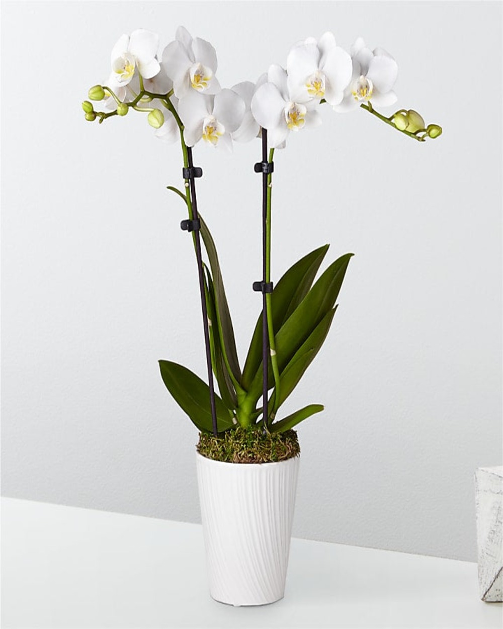 Bliss White Orchid