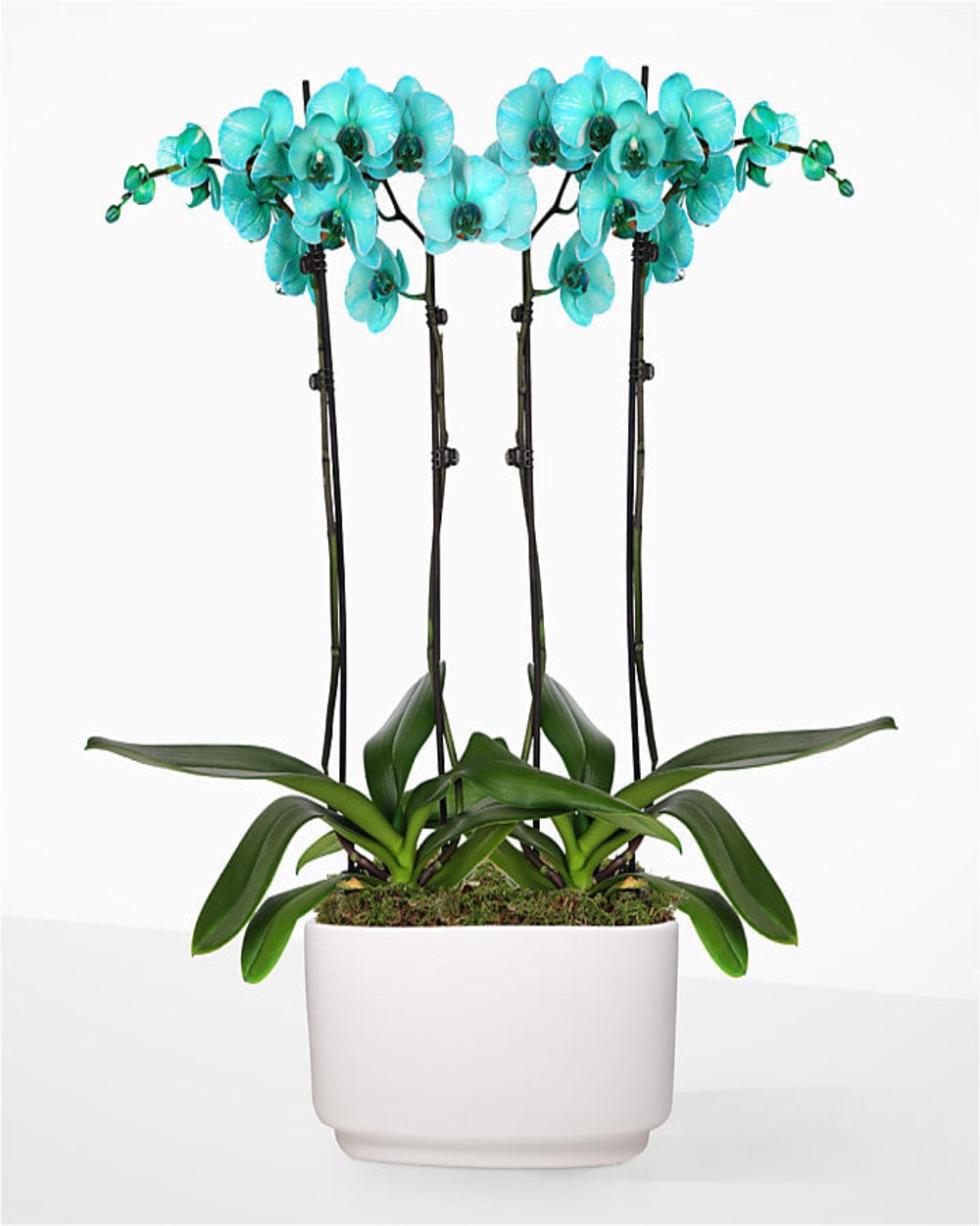 Tuquoise Oasis Orchid Garden