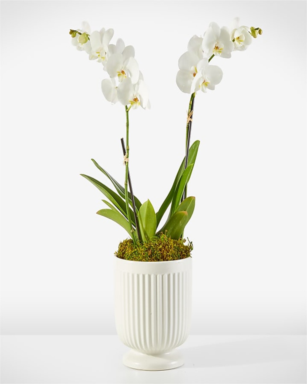 Whispering White Orchid - Double