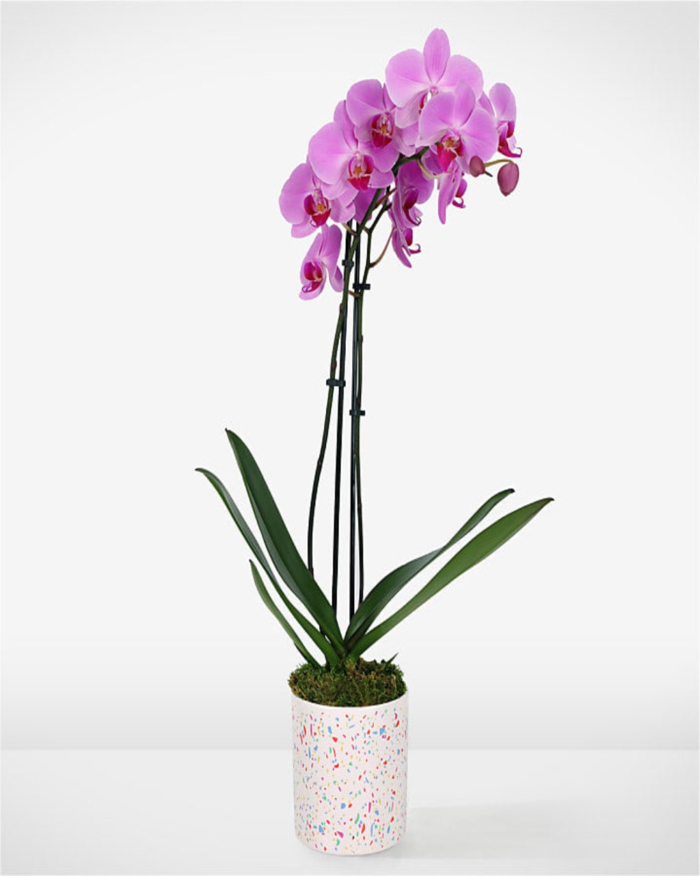 Cheerful Orchid Charm